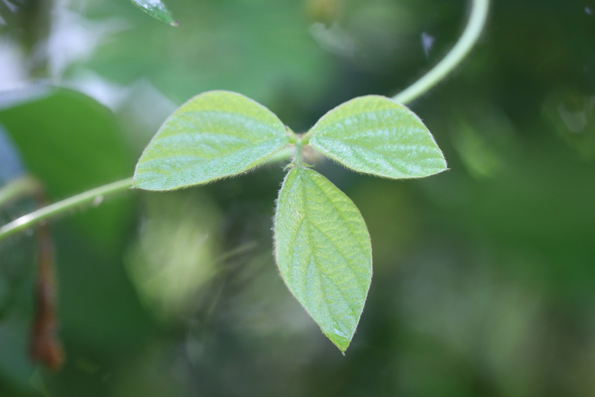 Calopogonium mucunoides Desv.